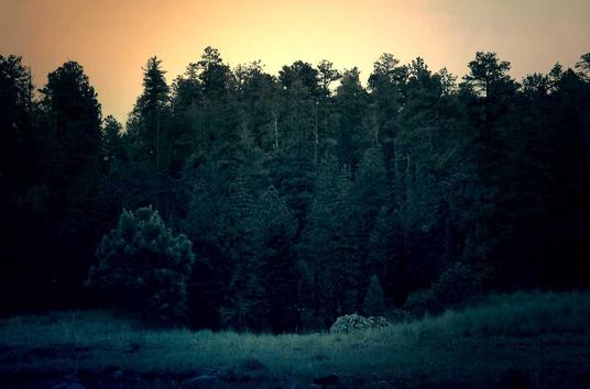 an image of a tree line